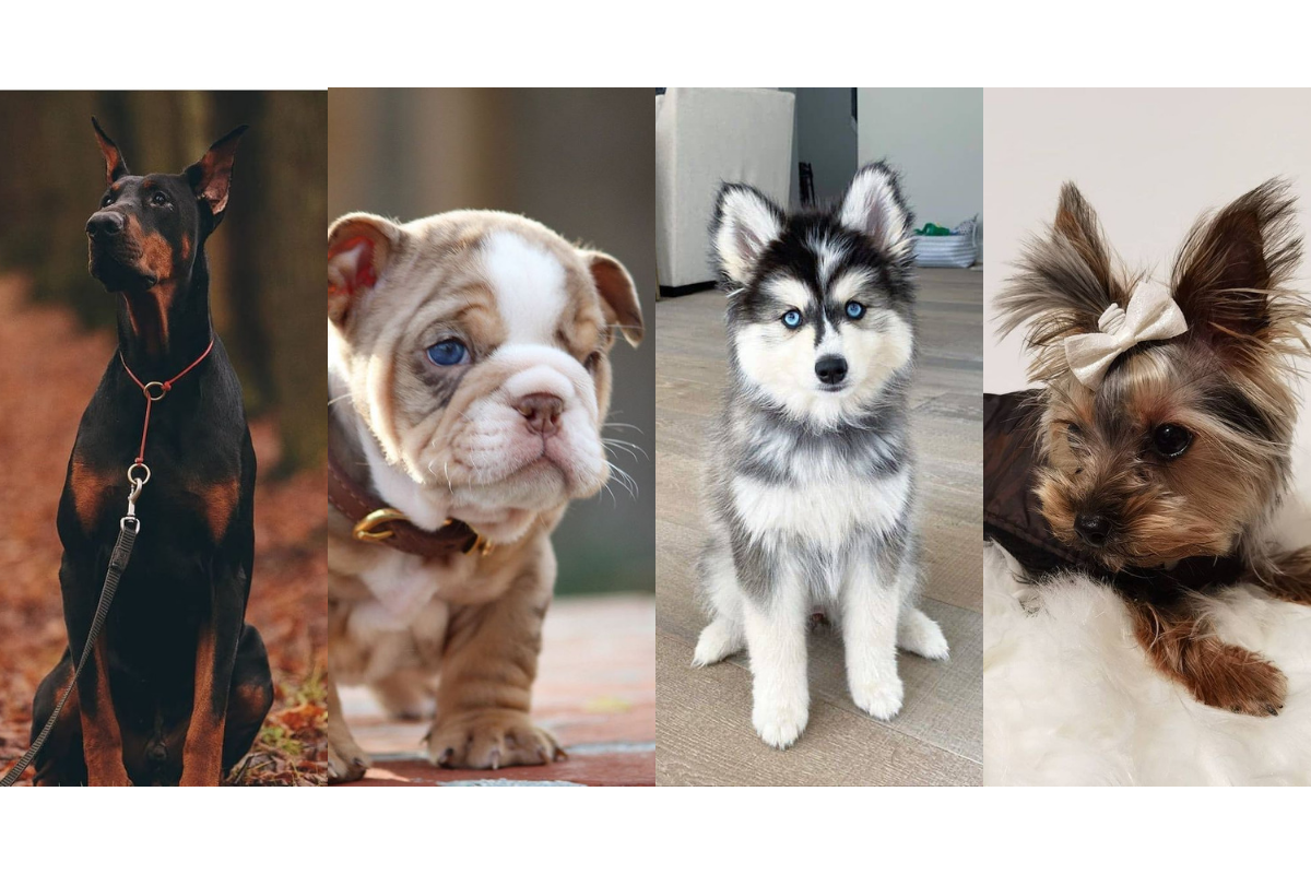 You are currently viewing Top 10 Best Looking Dog Breeds in the World